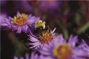 Ortho k lenses could help hayfever sufferers 